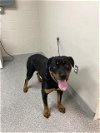 adoptable Dog in pasadena, TX named A170426