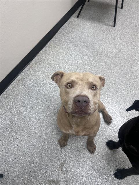 adoptable Dog in Pasadena, TX named A170427