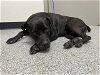 adoptable Dog in pasadena, TX named A170428