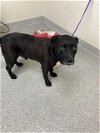 adoptable Dog in pasadena, TX named A170436