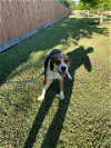 adoptable Dog in pasadena, TX named TATUM