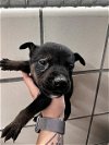 adoptable Dog in pasadena, TX named A169763