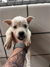 adoptable Dog in pasadena, TX named A169771