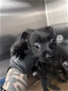 adoptable Dog in pasadena, TX named COCO PUFF