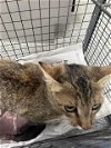 adoptable Cat in pasadena, TX named A170328