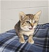 adoptable Cat in pasadena, TX named A170489