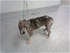 adoptable Dog in pasadena, TX named A169951
