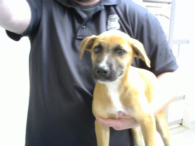 adoptable Dog in Pasadena, TX named A170432