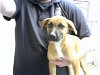 adoptable Dog in pasadena, TX named A170432