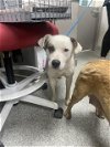 adoptable Dog in pasadena, TX named A170499