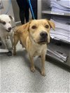 adoptable Dog in  named A170500