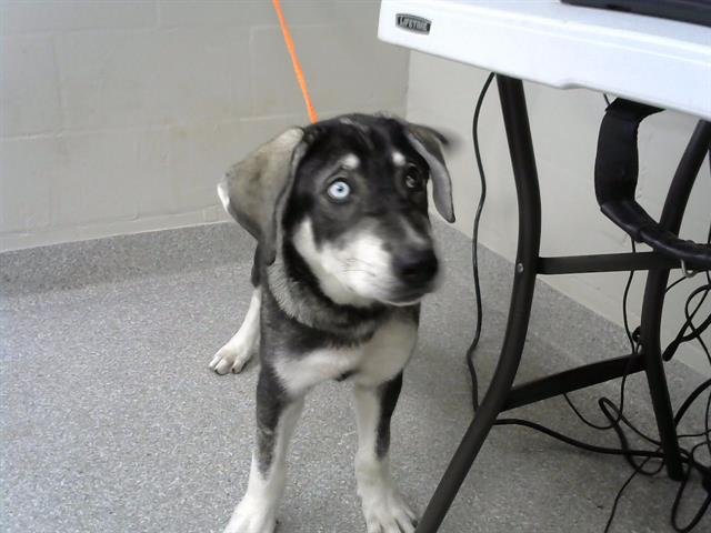adoptable Dog in Pasadena, TX named A170685
