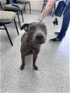 adoptable Dog in  named MALLORY