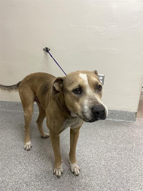 adoptable Dog in Pasadena, TX named A170777