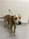 adoptable Dog in  named A170777