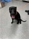 adoptable Dog in  named A170953