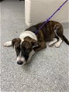 adoptable Dog in  named A171044