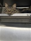 adoptable Cat in , TX named A170969