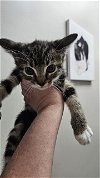 adoptable Cat in , TX named A171156
