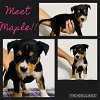 adoptable Dog in , TX named MAPLE
