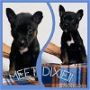 adoptable Dog in , TX named DIXIE