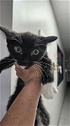 adoptable Cat in , TX named A171157