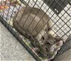 adoptable Cat in  named A171078