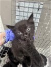 adoptable Cat in , TX named A171221
