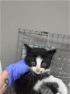 adoptable Cat in , TX named A171223
