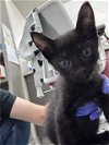 adoptable Cat in , TX named A171224