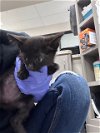 adoptable Cat in , TX named A171225