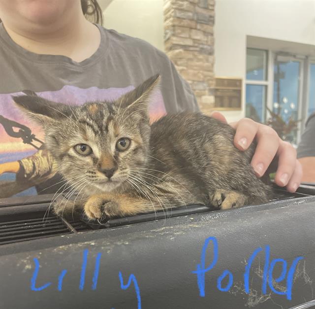 adoptable Cat in Pasadena, TX named LILLY POTTER