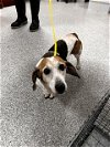 adoptable Dog in  named TEXI