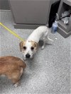 adoptable Dog in  named A171524