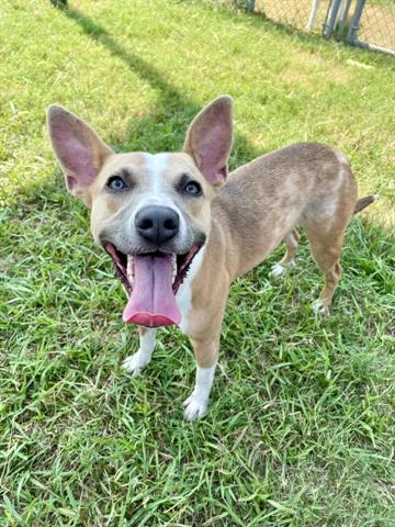 adoptable Dog in Pasadena, TX named RUBY