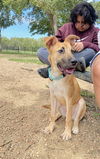 adoptable Dog in Pasadena, TX named RYAN