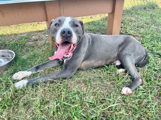 adoptable Dog in Pasadena, TX named HESTER