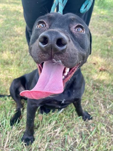 adoptable Dog in Pasadena, TX named MELEYS