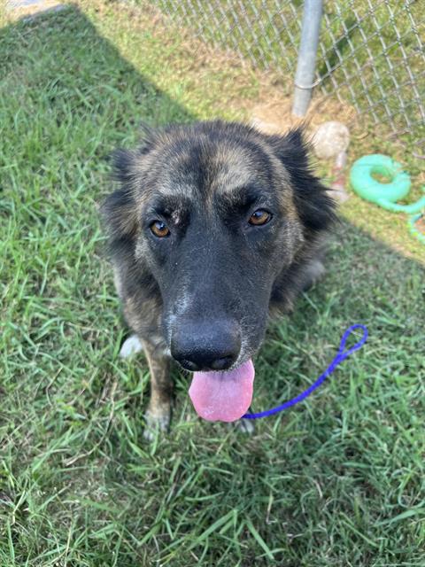 adoptable Dog in Pasadena, TX named MISSY