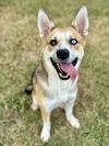 adoptable Dog in Pasadena, TX named CADET CORNDOG