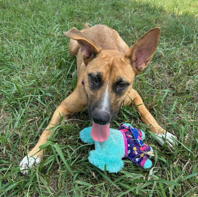 adoptable Dog in Pasadena, TX named MARY PUPPINS