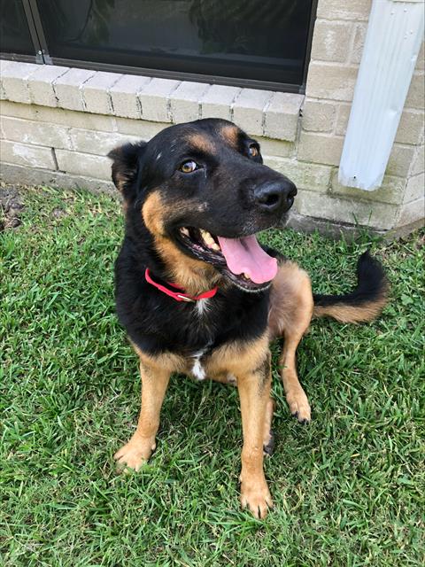 adoptable Dog in Pasadena, TX named ROCKY