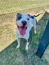 adoptable Dog in Pasadena, TX named PATCHES