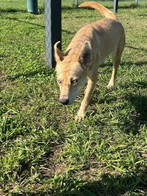 adoptable Dog in Pasadena, TX named SANEMI