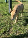 adoptable Dog in Pasadena, TX named SANEMI