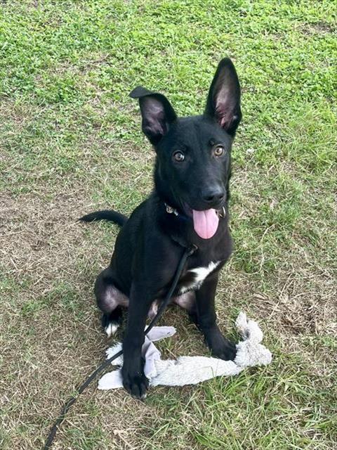 adoptable Dog in Pasadena, TX named RAVEN