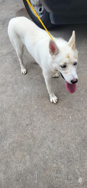 adoptable Dog in Pasadena, TX named WHITE COCO