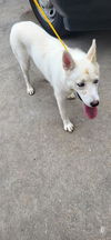 adoptable Dog in Pasadena, TX named WHITE COCO