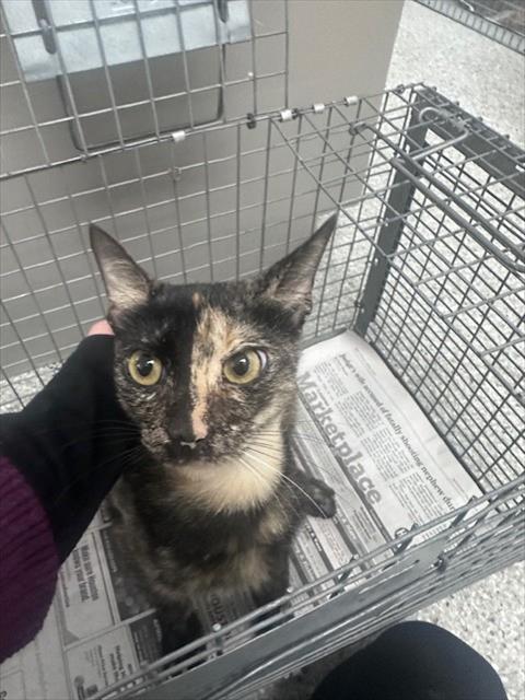 adoptable Cat in Pasadena, TX named IRIS