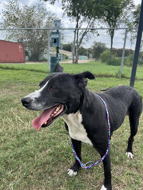 adoptable Dog in Pasadena, TX named DIESEL